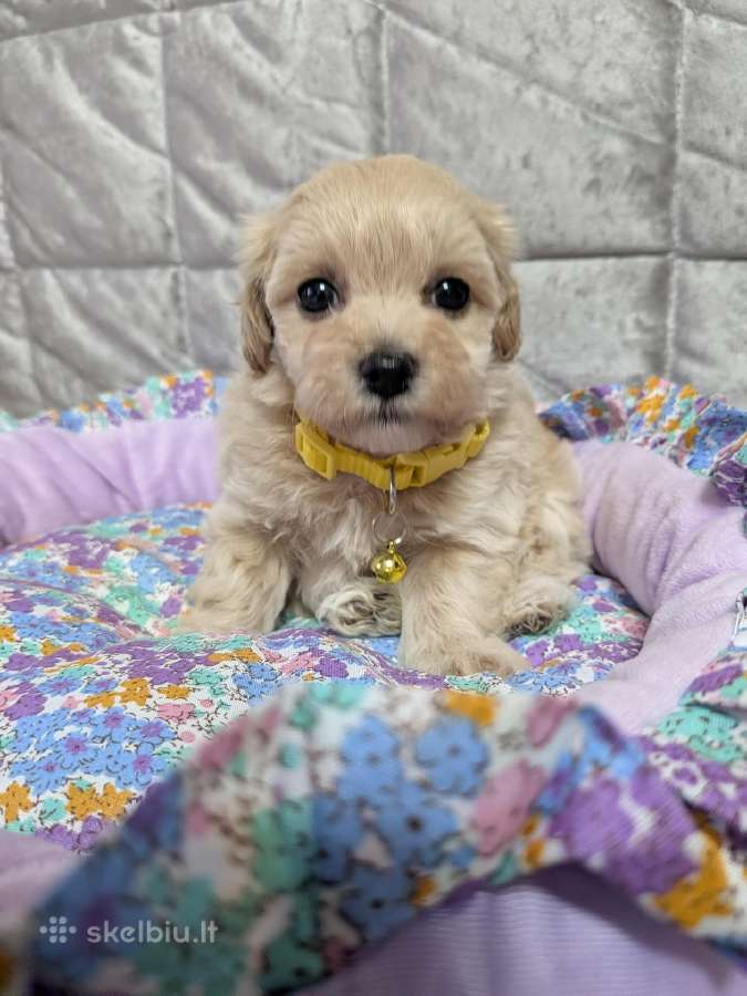 Maltipoo - nuotraukos Nr. 13