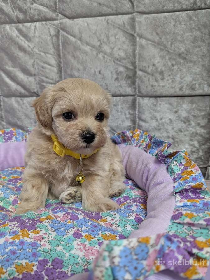 Maltipoo - nuotraukos Nr. 14
