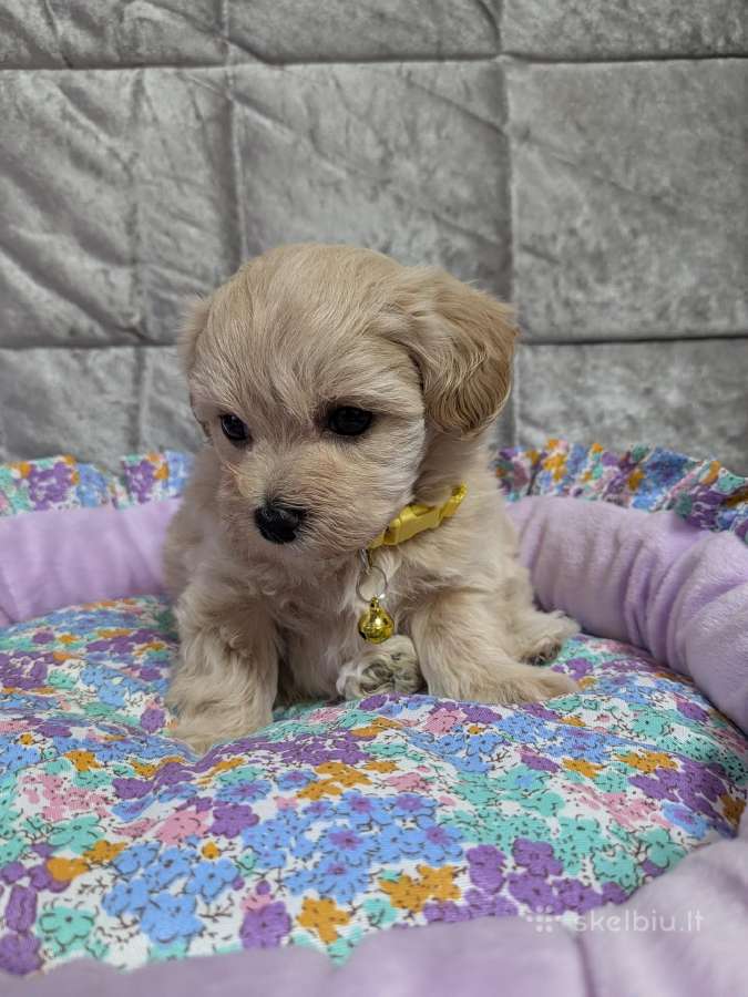 Maltipoo - nuotraukos Nr. 16