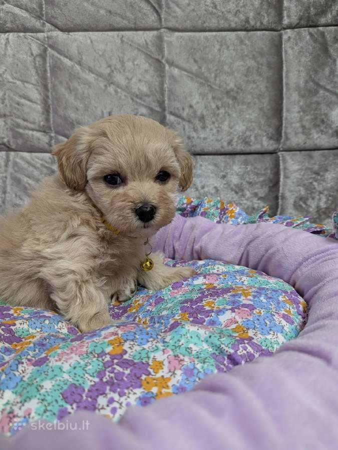 Maltipoo - nuotraukos Nr. 17