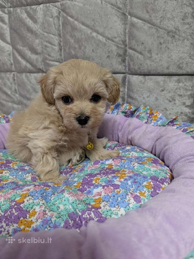 Maltipoo - nuotraukos Nr. 18