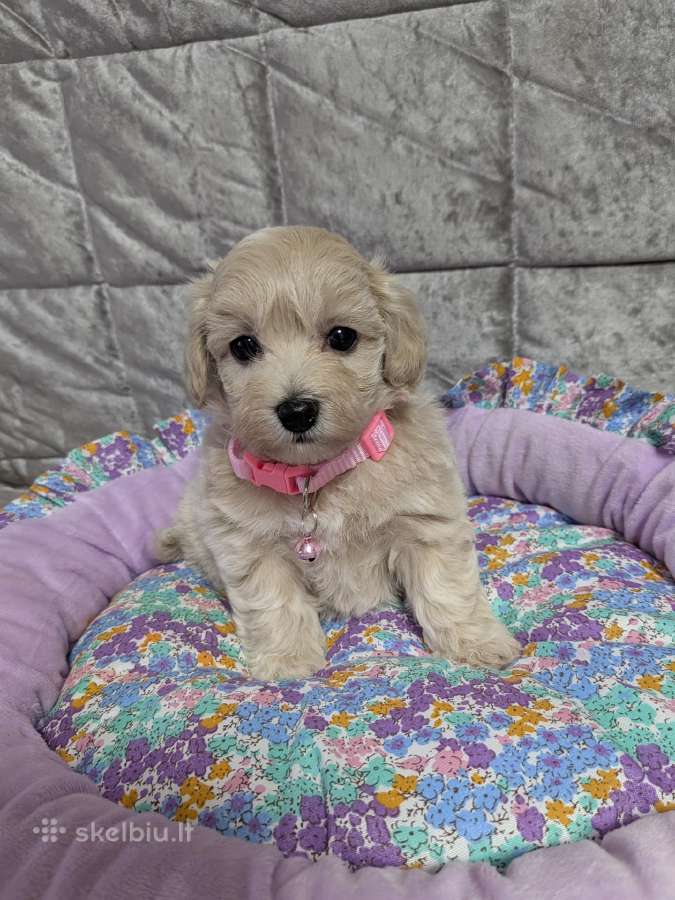 Maltipoo - nuotraukos Nr. 9