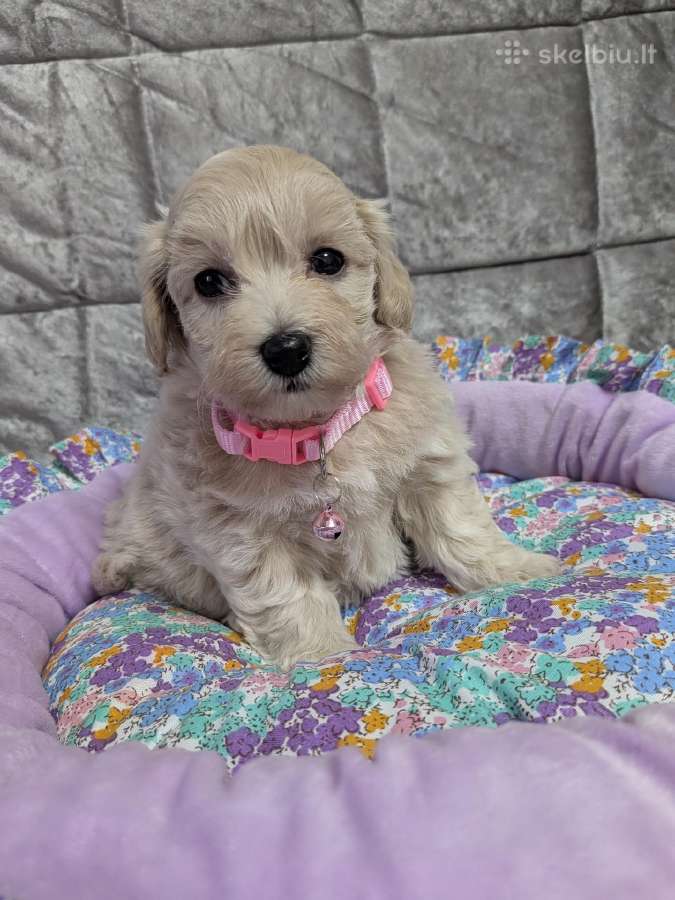Maltipoo - nuotraukos Nr. 3