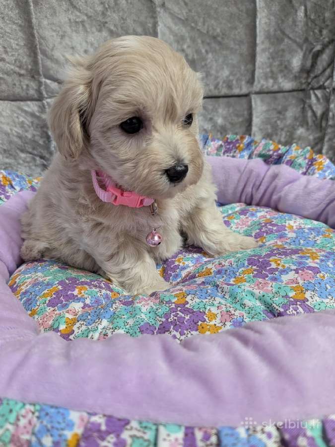 Maltipoo - nuotraukos Nr. 20