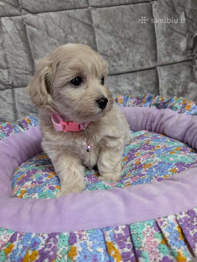 Maltipoo - nuotraukos Nr. 25