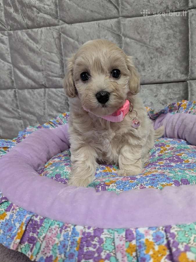 Maltipoo - nuotraukos Nr. 21