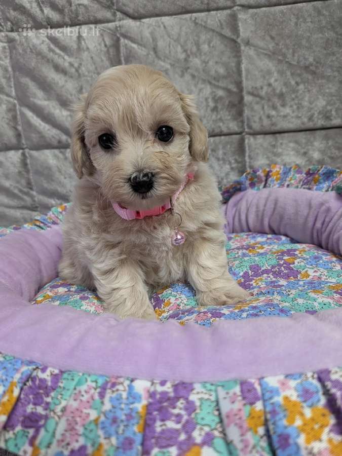 Maltipoo - nuotraukos Nr. 22