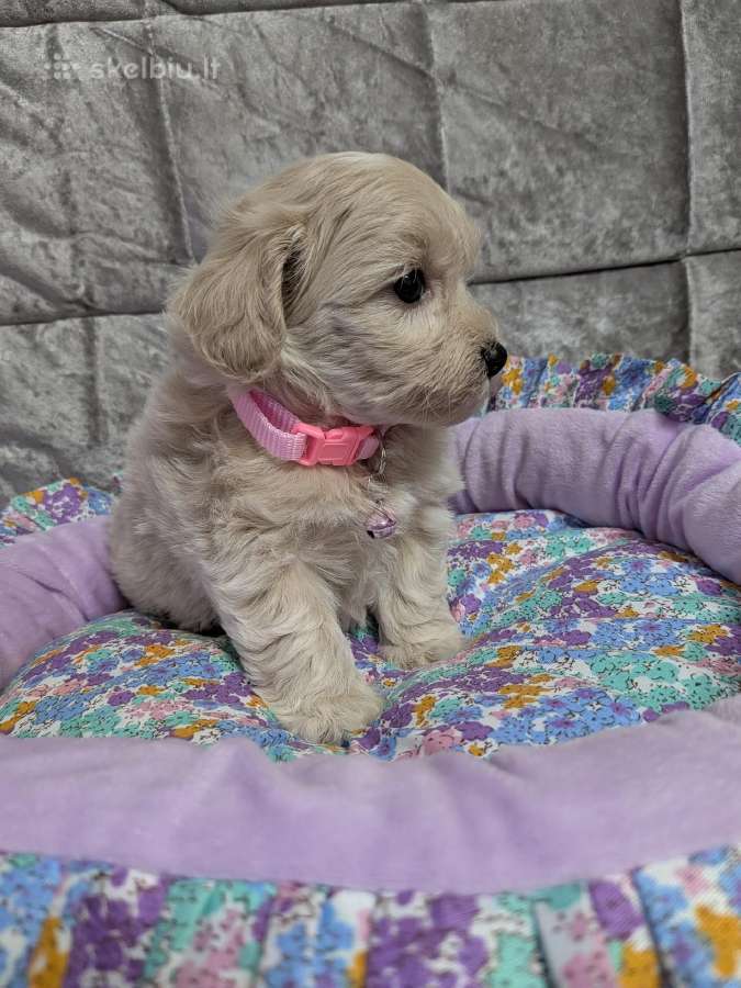 Maltipoo - nuotraukos Nr. 30