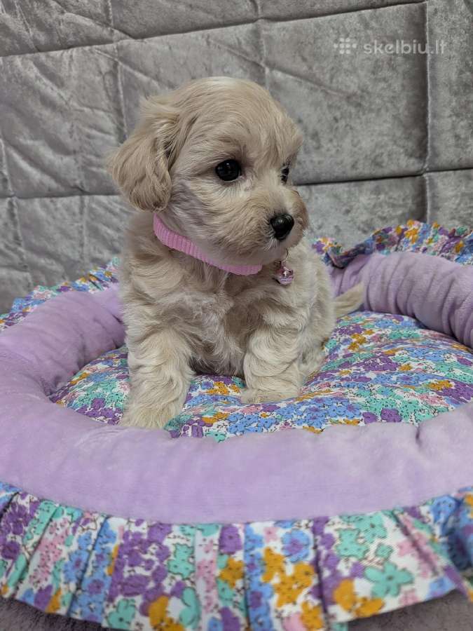 Maltipoo - nuotraukos Nr. 23