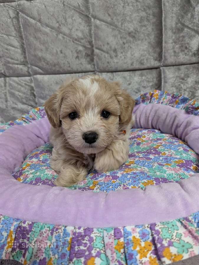 Maltipoo - nuotraukos Nr. 12
