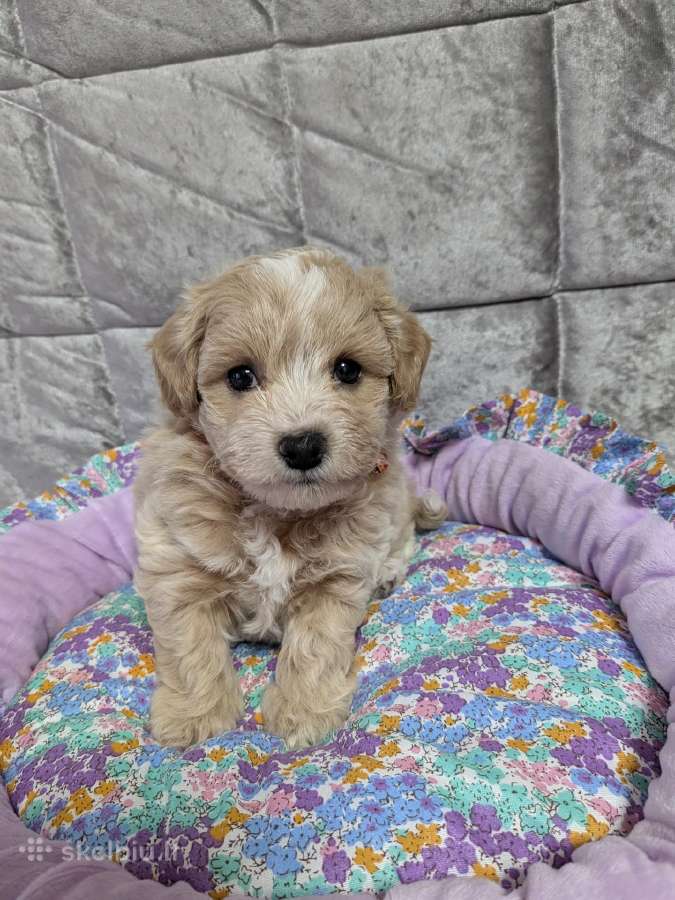 Maltipoo - nuotraukos Nr. 26