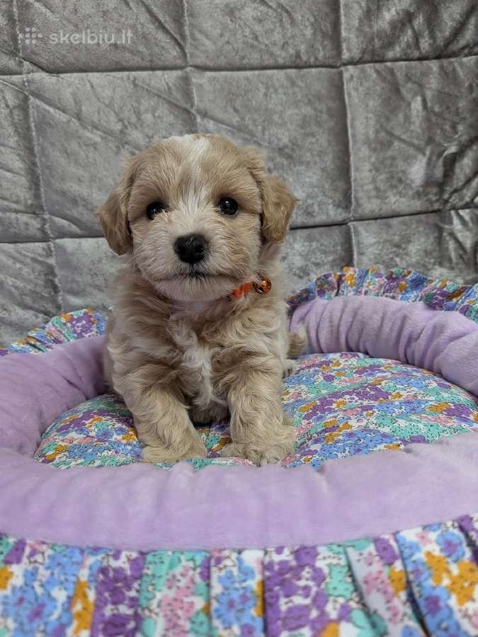 Maltipoo - nuotraukos Nr. 5