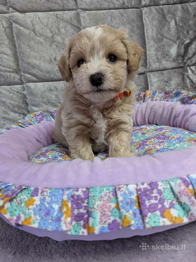 Maltipoo - nuotraukos Nr. 24