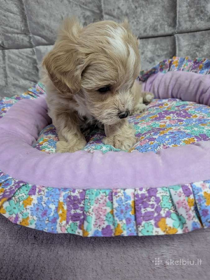 Maltipoo - nuotraukos Nr. 29