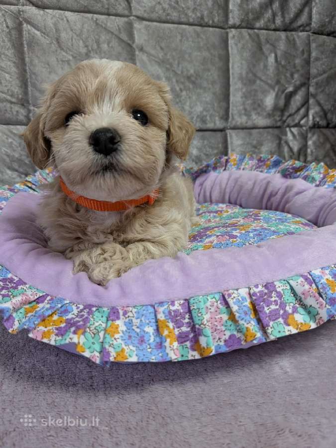 Maltipoo - nuotraukos Nr. 31