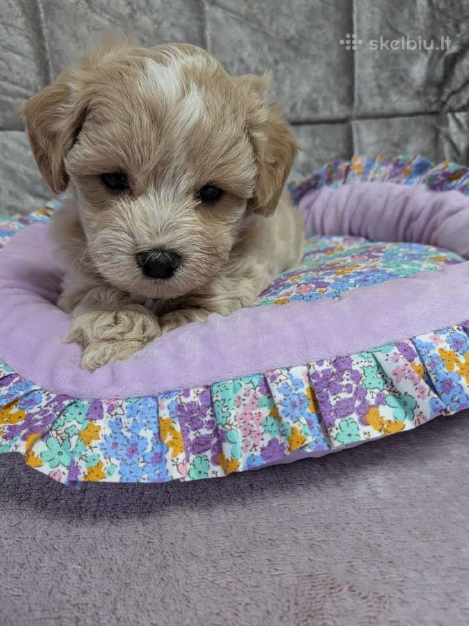 Maltipoo - nuotraukos Nr. 27