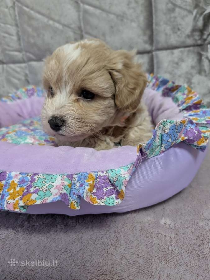 Maltipoo - nuotraukos Nr. 32