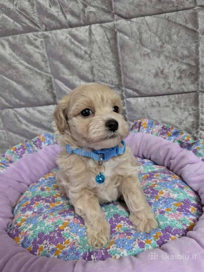 Maltipoo - nuotraukos Nr. 34