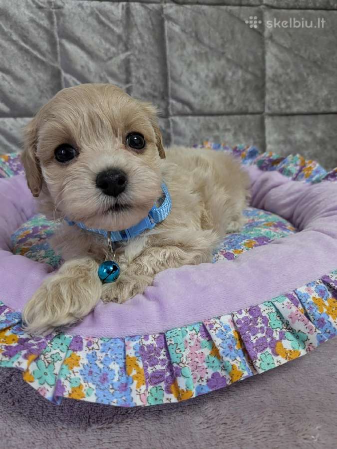 Maltipoo - nuotraukos Nr. 15