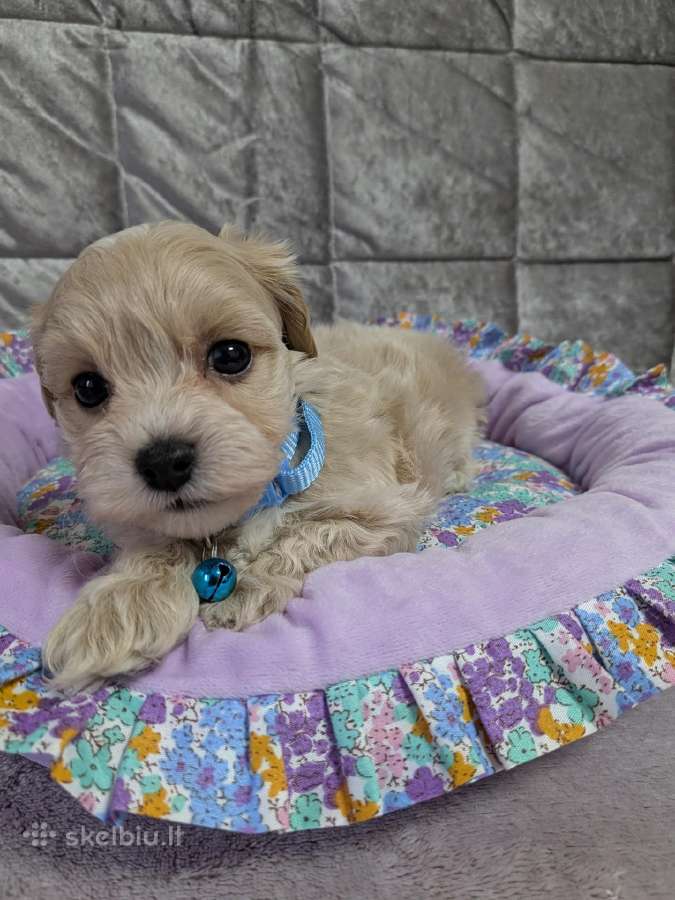 Maltipoo - nuotraukos Nr. 28