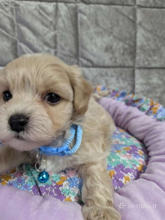 Maltipoo - nuotraukos Nr. 19