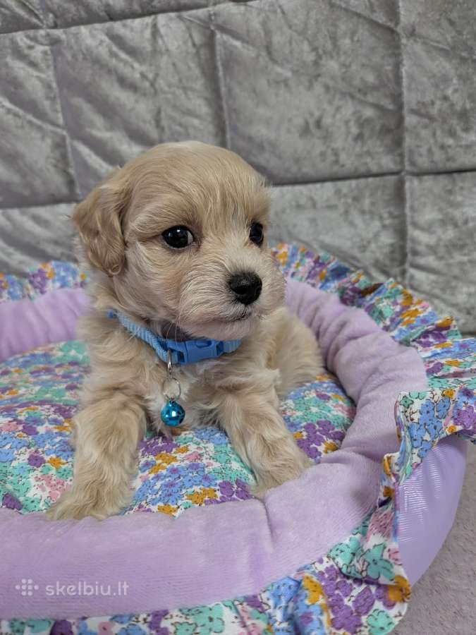 Maltipoo - nuotraukos Nr. 7