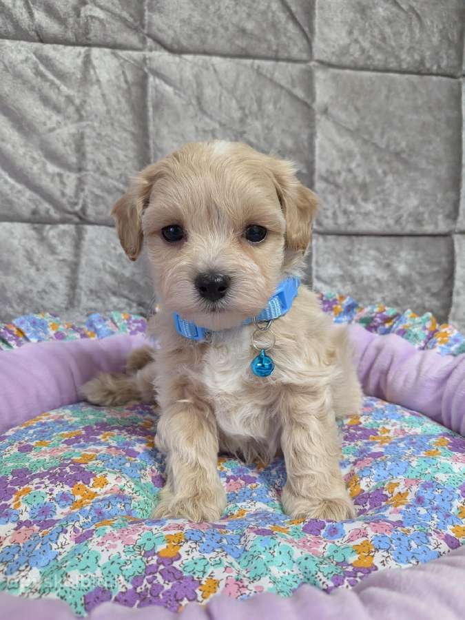 Maltipoo - nuotraukos Nr. 36