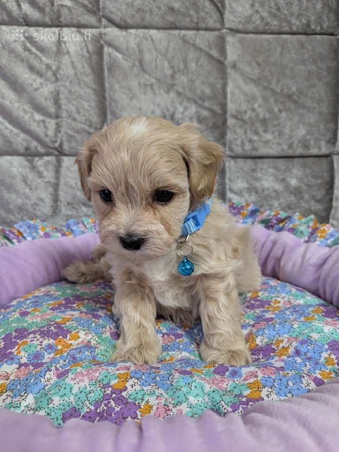 Maltipoo - nuotraukos Nr. 35