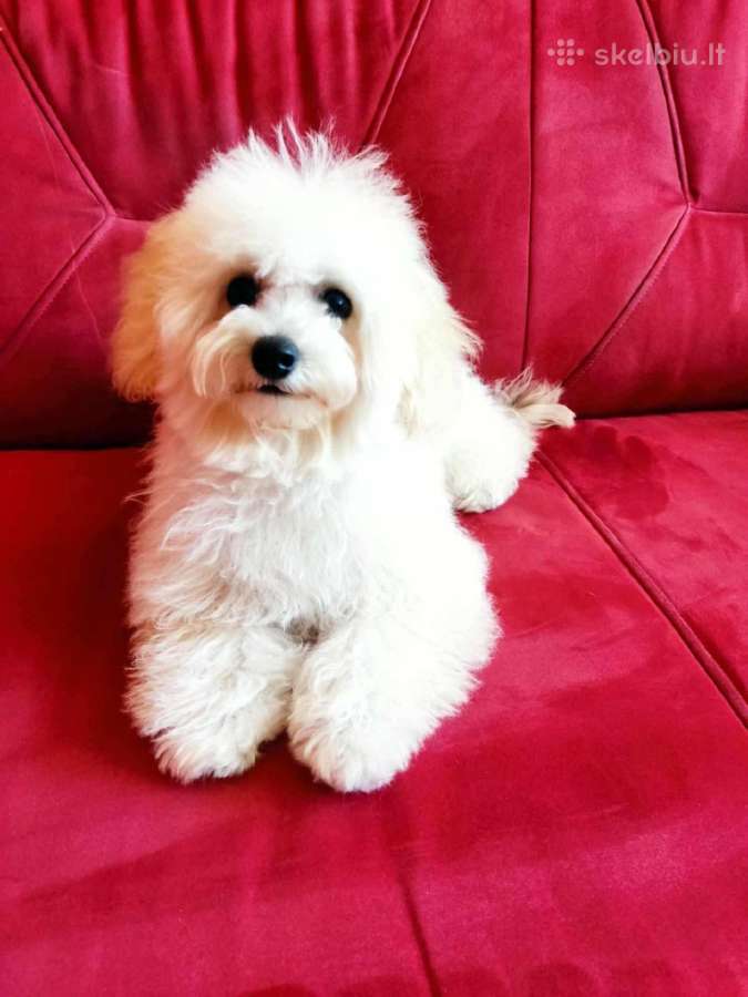 Maltipoo - nuotraukos Nr. 37
