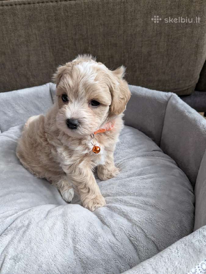Maltipoo - nuotraukos Nr. 4