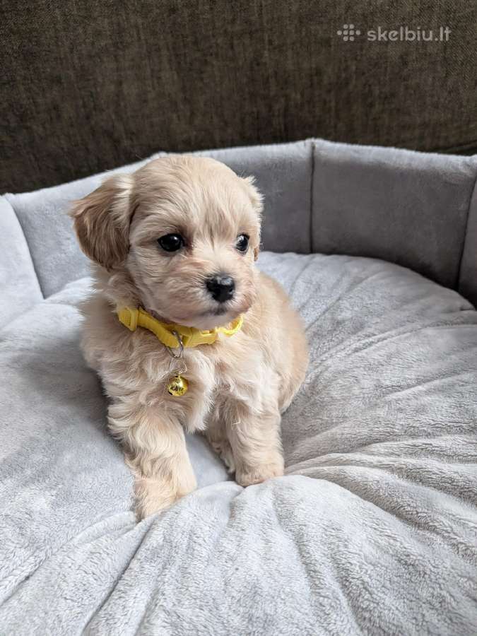 Maltipoo - nuotraukos Nr. 33