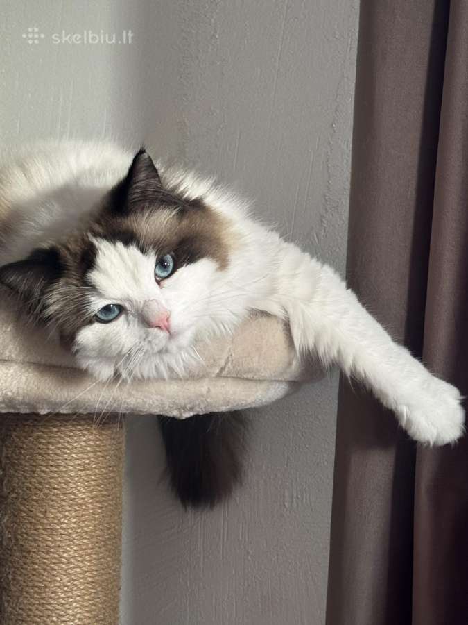 Parduodama Ragdoll katė - nuotraukos Nr. 2