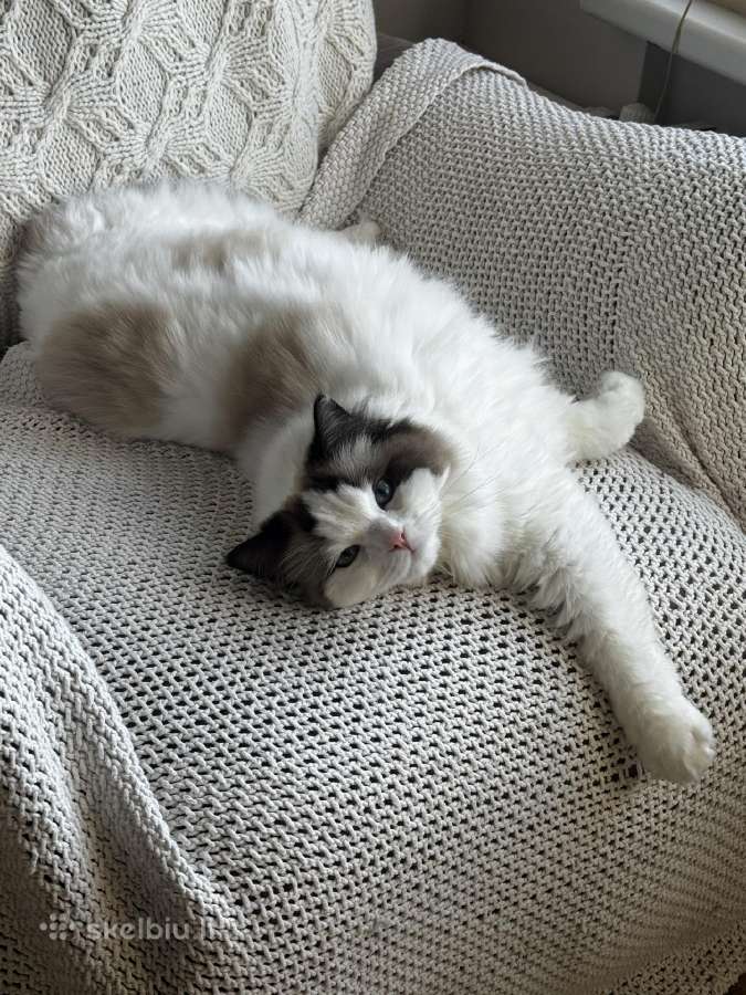 Parduodama Ragdoll katė - nuotraukos Nr. 3