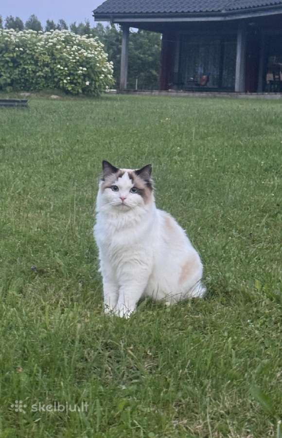 Parduodama Ragdoll katė - nuotraukos Nr. 4