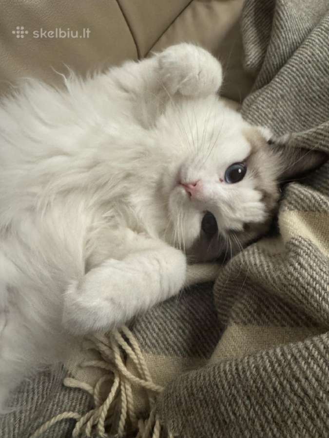 Parduodama Ragdoll katė - nuotraukos Nr. 5