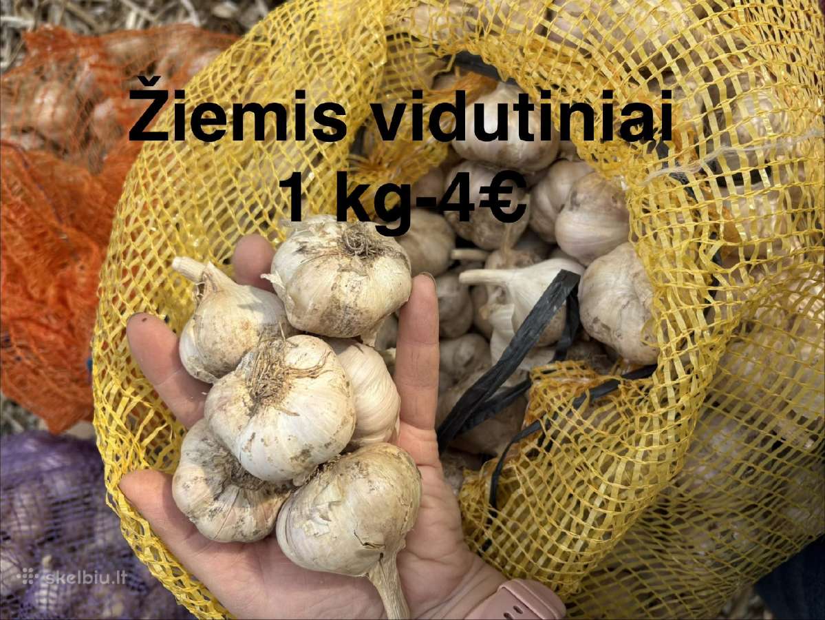 Česnakai - nuotraukos Nr. 9