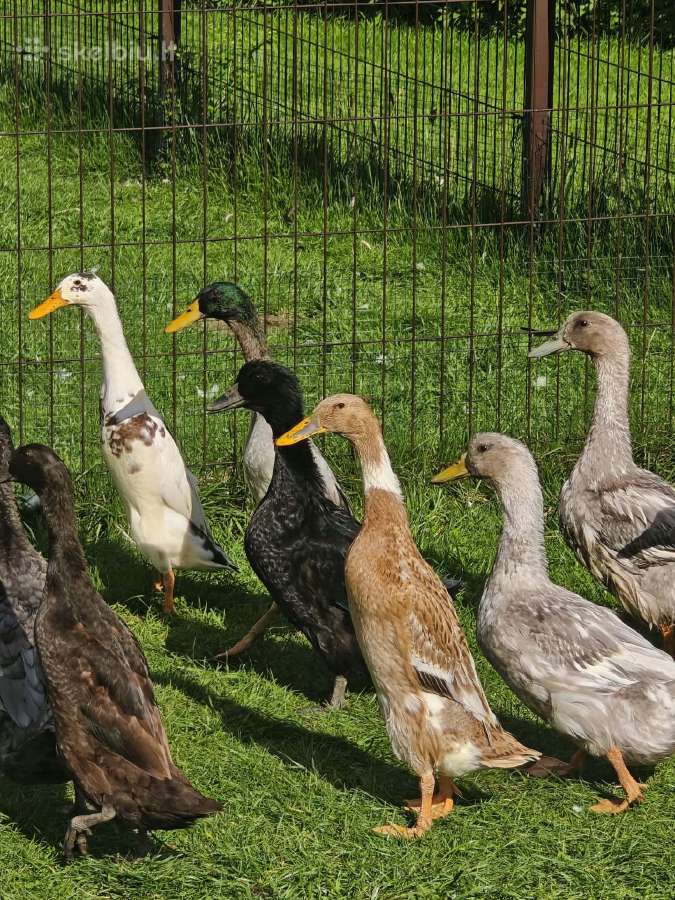 Parduodu antis - bėgikai ir kaimiškos dedeklės - nuotraukos Nr. 2