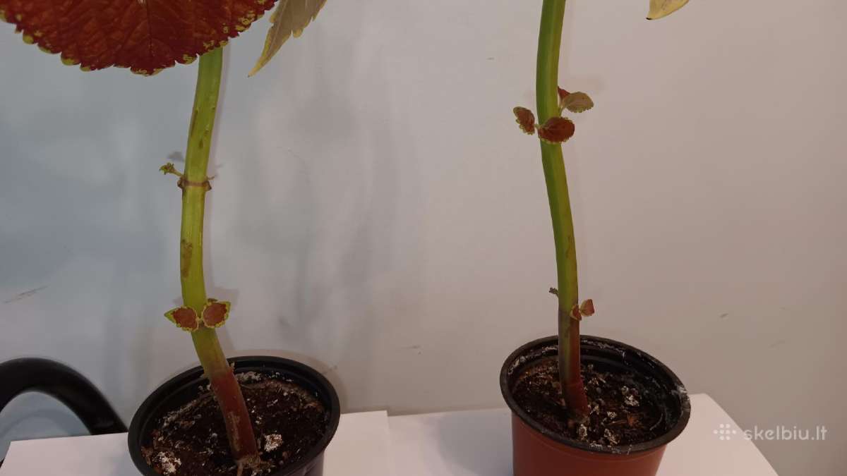 Margeniai raudoni, 2 vnt., 46-54 cm - nuotraukos Nr. 3