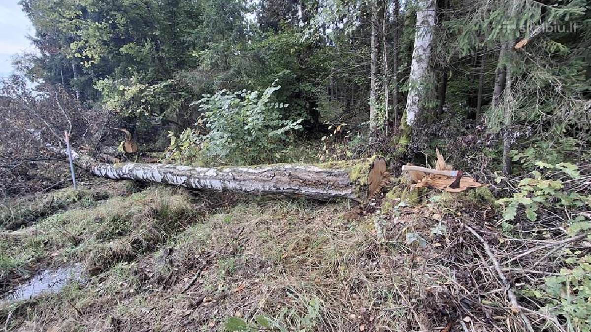 Mediena issivezimui salia misko Ariogalos raj - nuotraukos Nr. 2