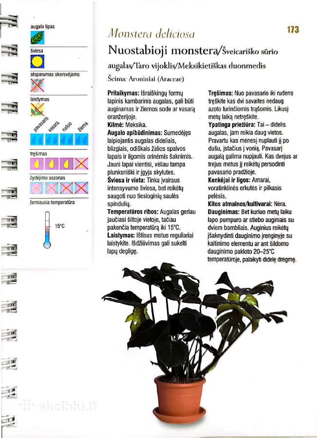 Kambarinių gėlių išpardavimas - nuotraukos Nr. 14