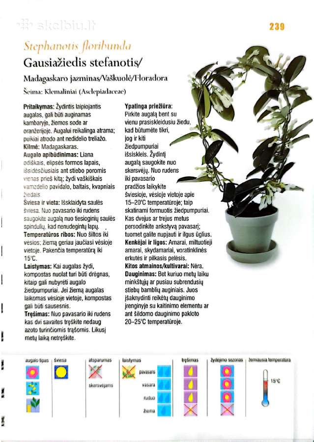 Kambarinių gėlių išpardavimas - nuotraukos Nr. 3