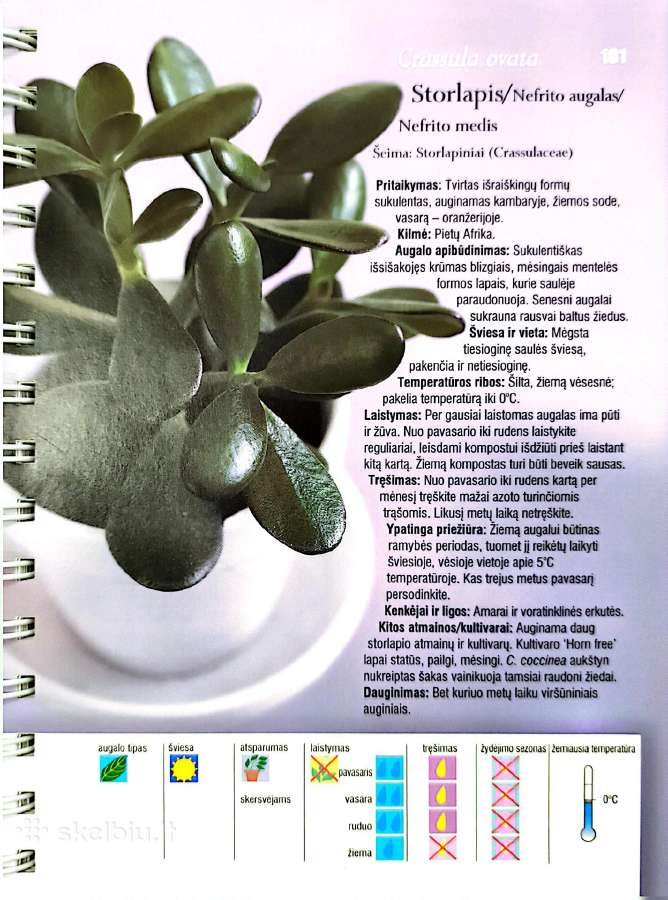 Kambarinių gėlių išpardavimas - nuotraukos Nr. 12