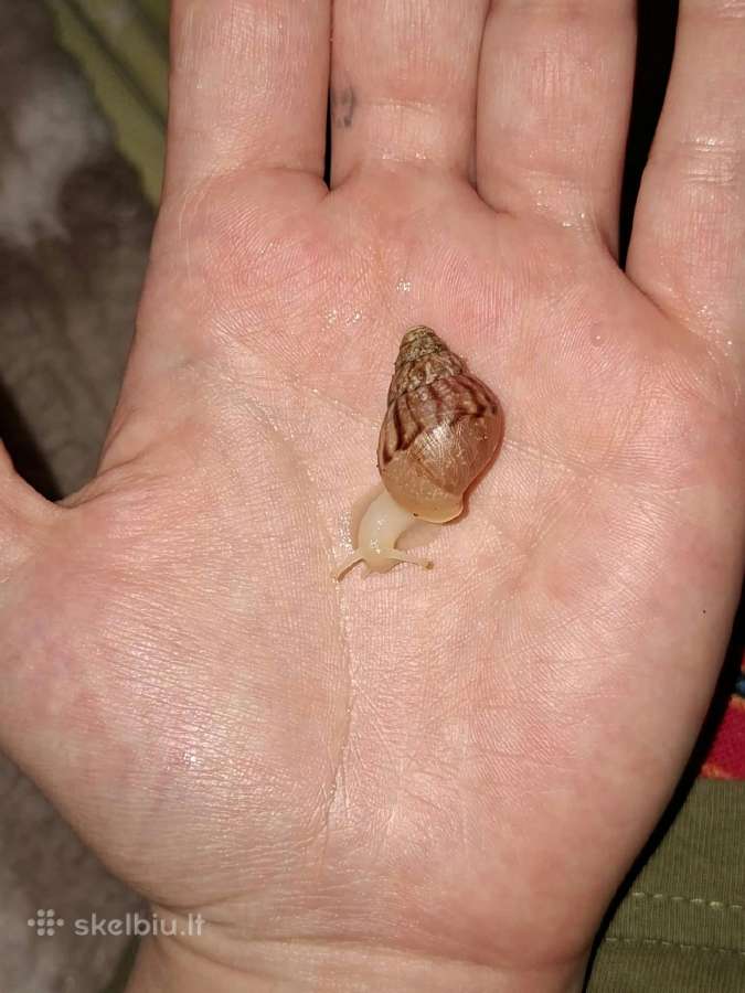 Achatina Afrikinės Sraigės - nuotraukos Nr. 2
