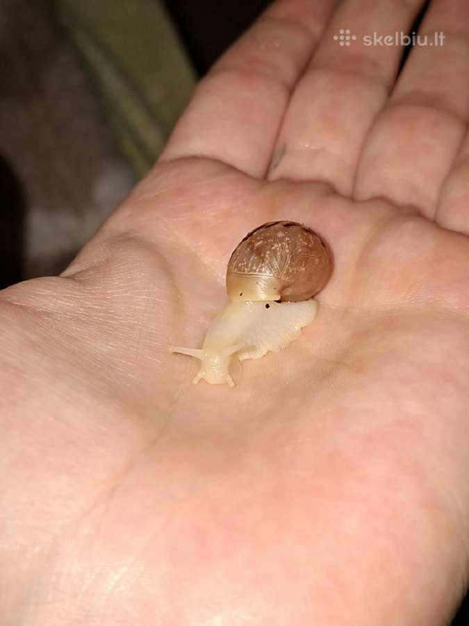 Achatina Afrikinės Sraigės - nuotraukos Nr. 3