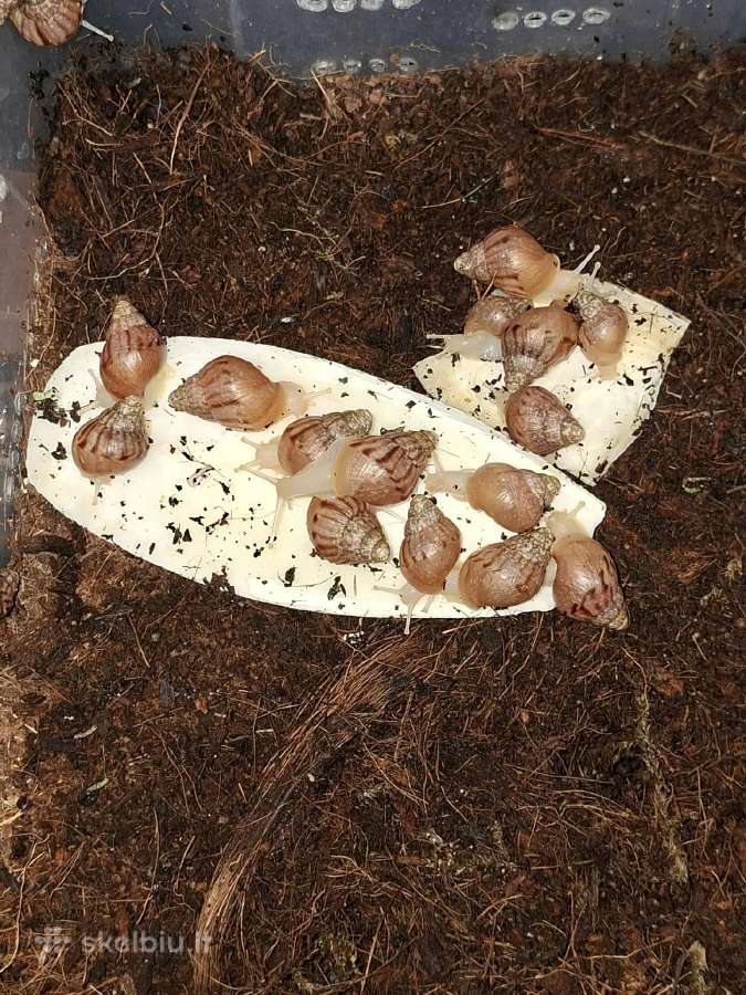 Achatina Afrikinės Sraigės - nuotraukos Nr. 4