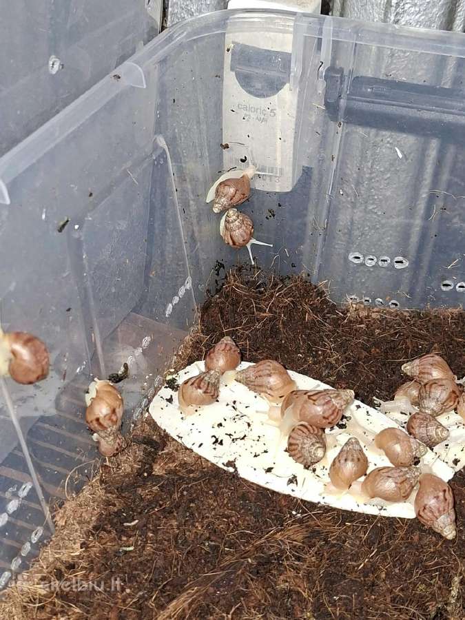 Achatina Afrikinės Sraigės - nuotraukos Nr. 5