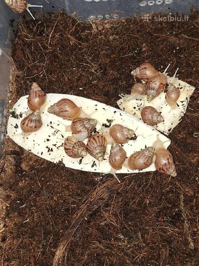 Achatina Afrikinės Sraigės - nuotraukos Nr. 7