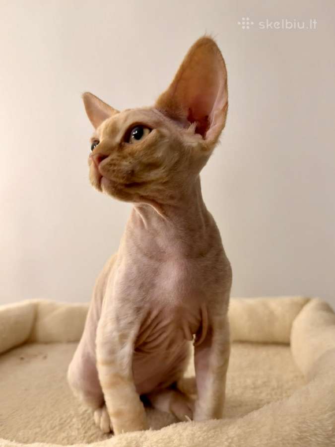 Kilmingas Devon Rex veislės kačiukas - nuotraukos Nr. 2
