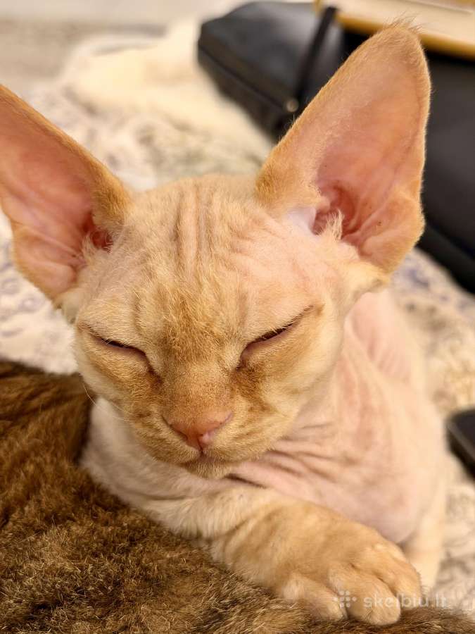Kilmingas Devon Rex veislės kačiukas - nuotraukos Nr. 3