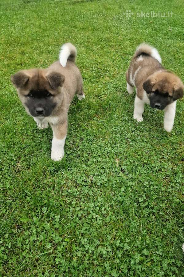 Amerikiečių akita šuniukas - nuotraukos Nr. 4